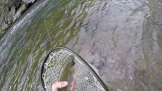 Netting a fish